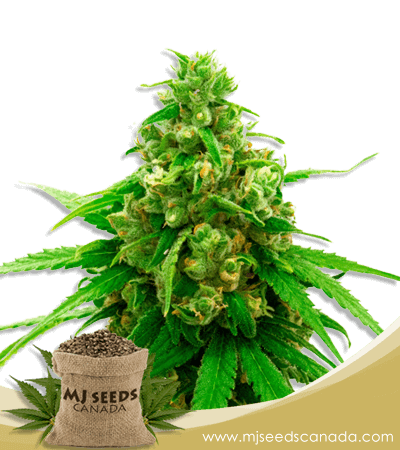 Sweet Tooth Strain Autoflower Marijuana Seeds