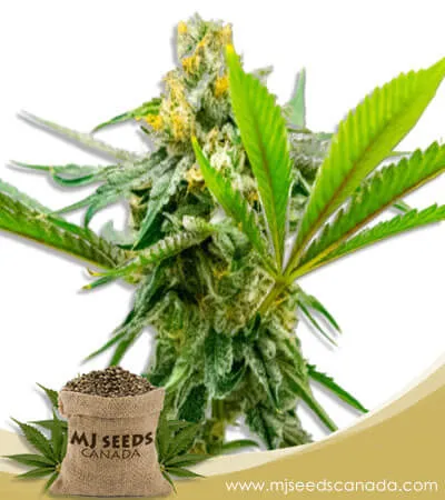 Sweet Island Strain Feminized Marijuana Seeds Sweet Island Strain Feminized Marijuana Seeds
