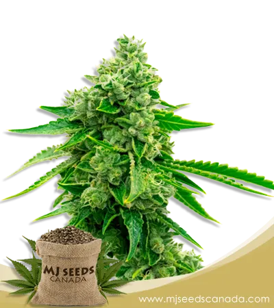 Tangie (1:15) Strain CBD Marijuana Seeds