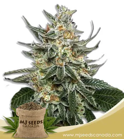 Tangie Strain Feminized Marijuana Seeds Tangie Strain Feminized Marijuana Seeds