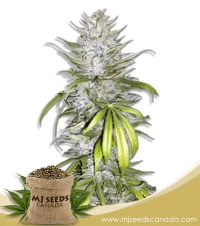 Taskenti Strain Feminized Marijuana Seeds Taskenti Strain Feminized Marijuana Seeds