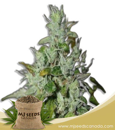 Triangle Kush Feminized Marijuana Seeds