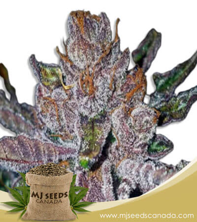 Tropicana Cookies Purple Strain Feminized Marijuana Seeds