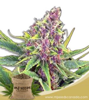 Ultra Violet OG Strain Feminized Marijuana Seeds