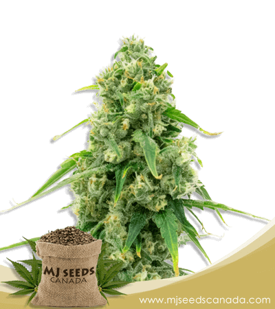 Wedding Cake Strain Autoflowering Feminized Cannabis Seeds