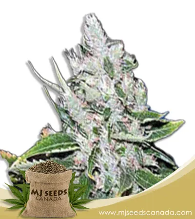 White Amnesia Strain Feminized Marijuana Seeds White Amnesia Strain Feminized Marijuana Seeds