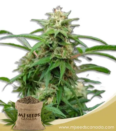 White Rhino Strain Feminized Marijuana Seeds White Rhino Strain Feminized Marijuana Seeds