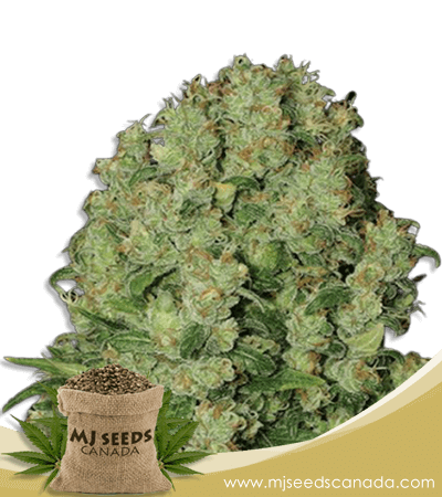 White Russian Strain Feminized Fast Version Marijuana Seeds