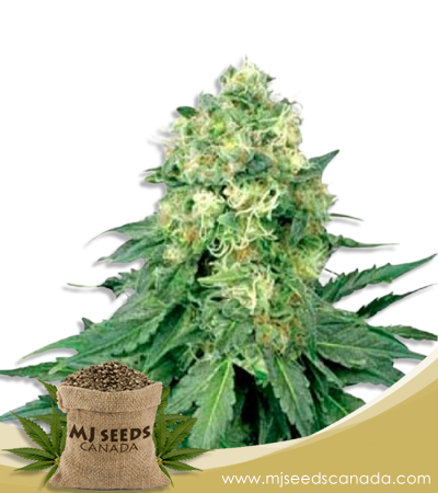 White Widow Strain Regular Marijuana Seeds