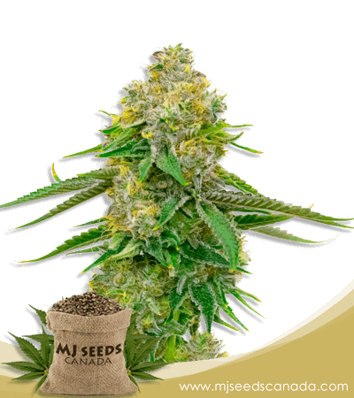 Yumbolt Autoflower Marijuana Seeds