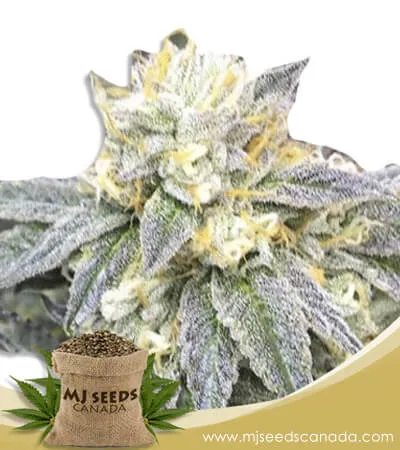 Zkittlez Strain Feminized Marijuana Seeds