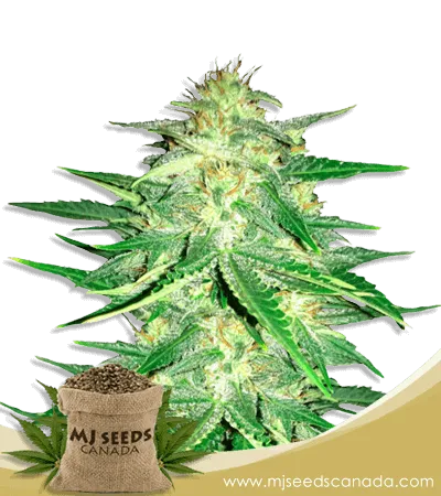 Zkittlez (1:1) Strain CBD Marijuana Seeds