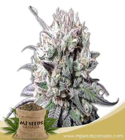 Zombie D.F. Strain Marijuana Seeds