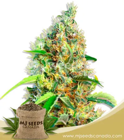 Bubblegum Strain Feminized Marijuana Seeds Bubblegum Strain Feminized Marijuana Seeds
