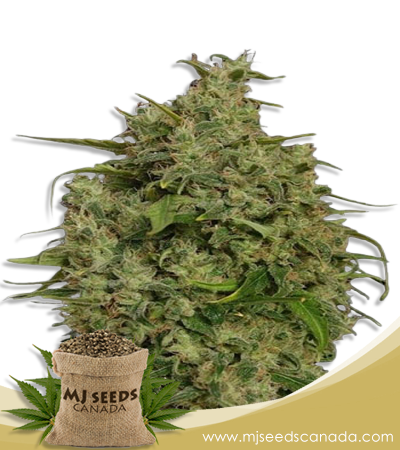 Sweet Tooth Strain Regular Marijuana Seeds