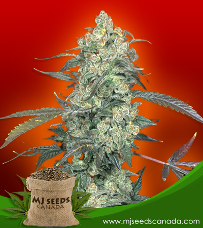 AK 47 Strain Feminized Marijuana Seeds