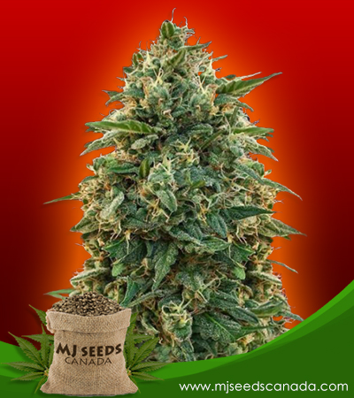 Amnesia Strain Feminized Marijuana Seeds