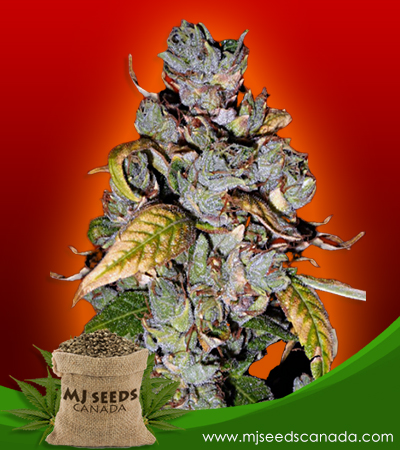 Big Bud Strain Feminized Marijuana Seeds