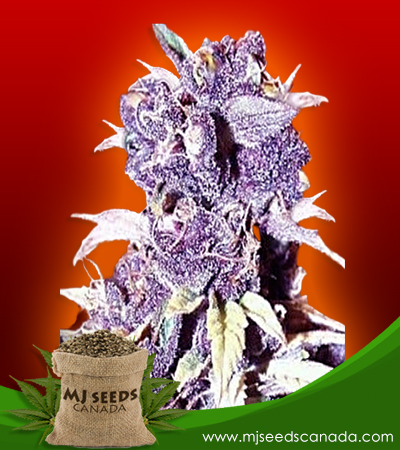 Blueberry Strain Regular Marijuana Seeds