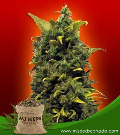 Blue Cheese Strain Feminized Marijuana Seeds
