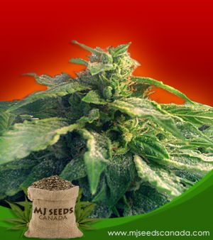 Bubba Kush Feminized Marijuana Seeds