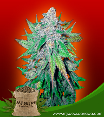 California Dream Strain Feminized Marijuana Seeds