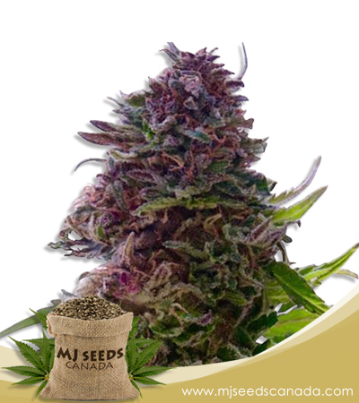 Granddaddy Purple Strain Regular Marijuana Seeds