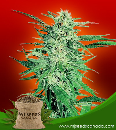 Northern Lights Strain Feminized Marijuana Seeds