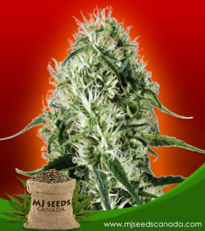 Super Silver Haze Feminized