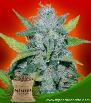 Sweet Tooth Strain Feminized Marijuana Seeds