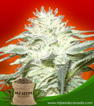 White Widow Strain Feminized Marijuana Seeds