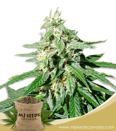 Jack Herer Autoflower Seeds