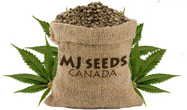 Bruce Banner Strain Feminized Marijuana Seeds