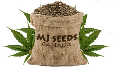 mjseeds logo