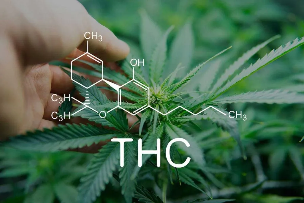 10 Low THC Strains of Cannabis