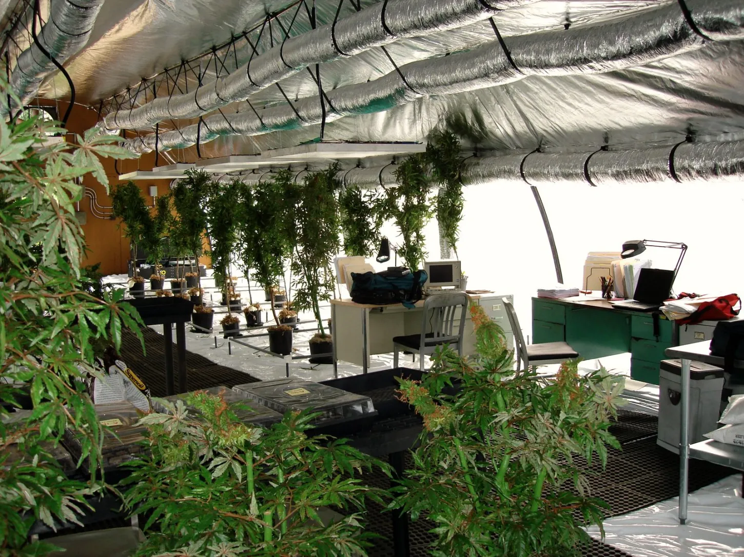 Growing Marijuana in a Greenhouse Setup Guide