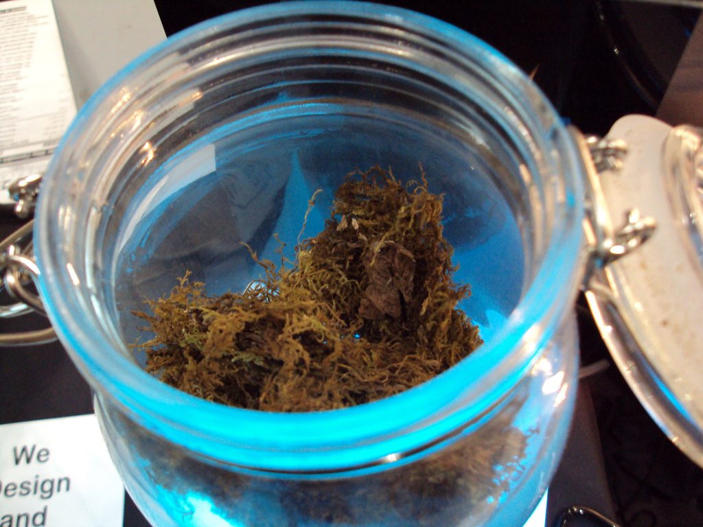 freezing marijuana