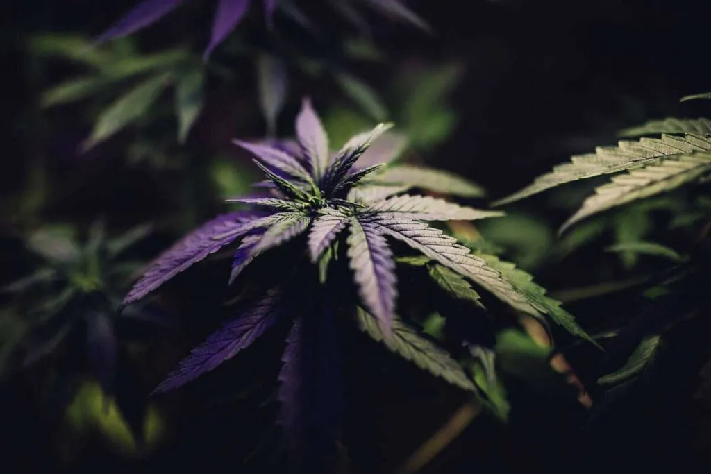 Autoflowering Feminized Seeds