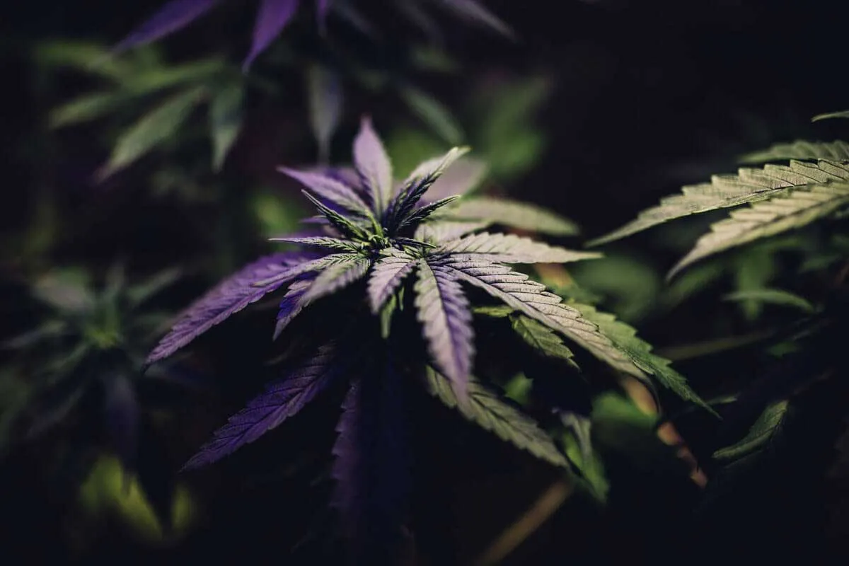Autoflowering Feminized Seeds
