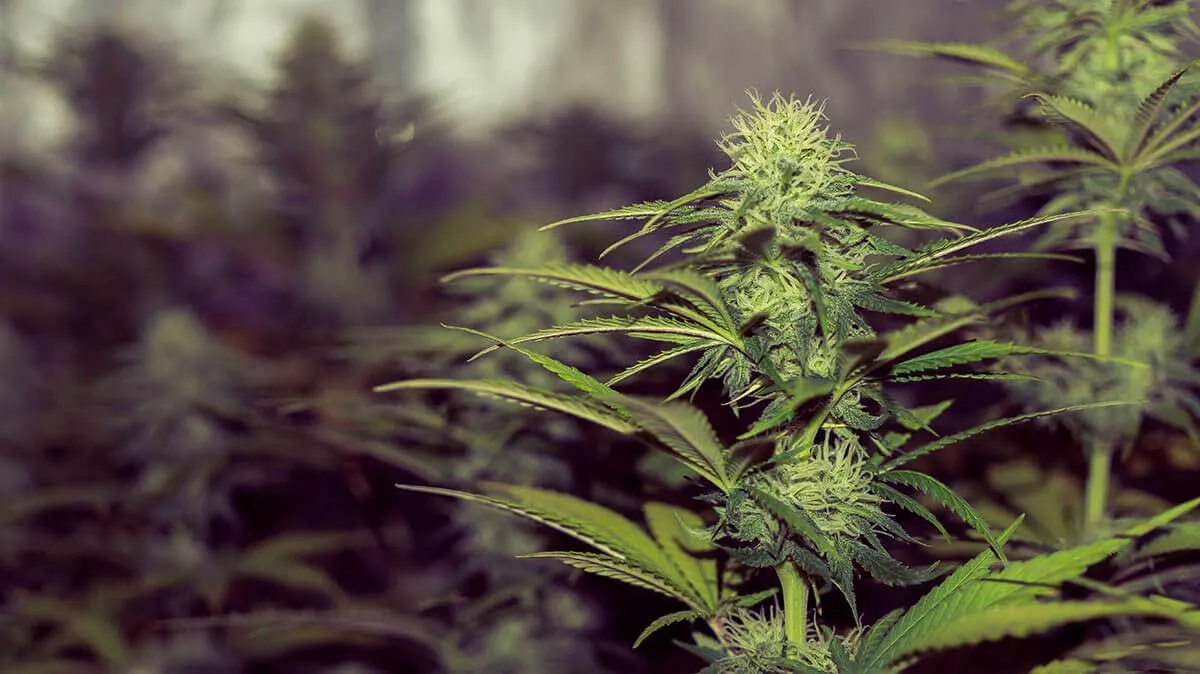 Best Strain to Grow Indoors