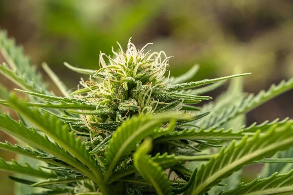 Cannabis Flowering Stages