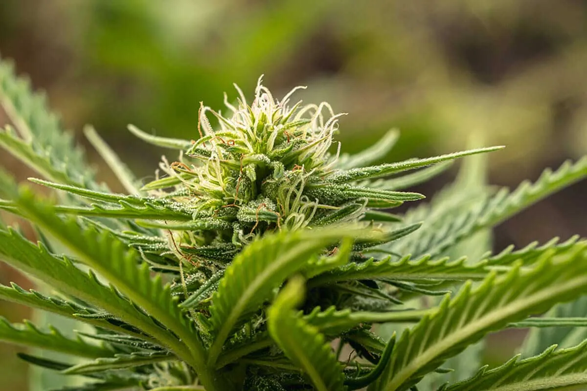Cannabis Flowering Stages