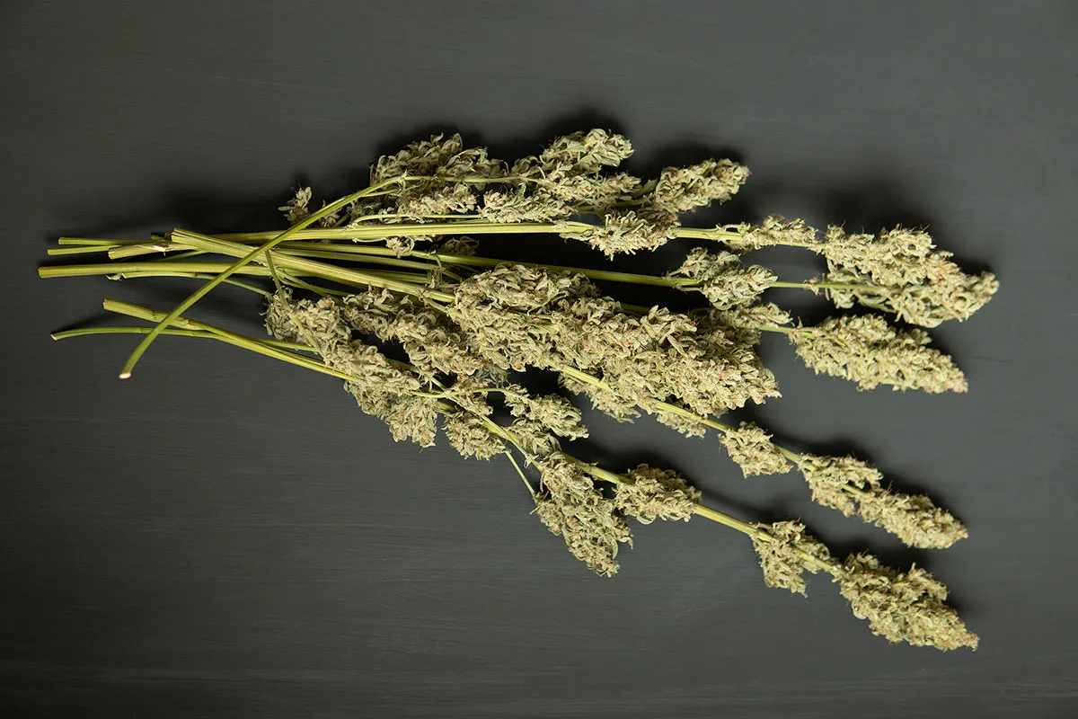 Drying Cannabis Comprehensive Tutorial