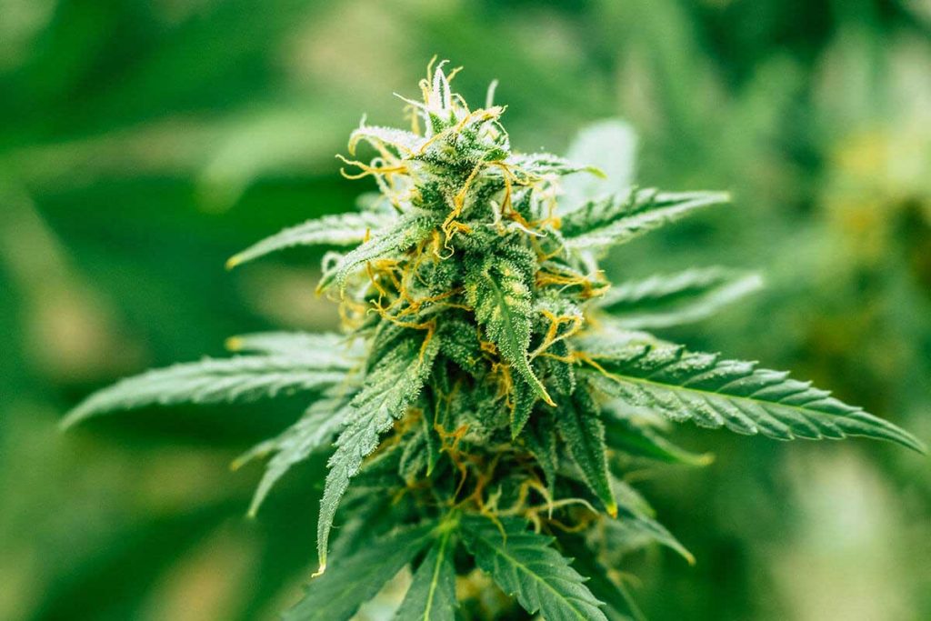 Easiest Strains to Grow for Novice Cannabis Growers