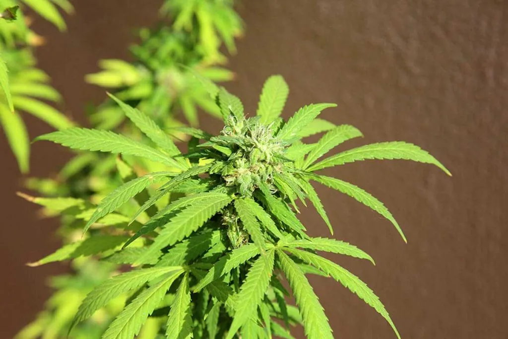 Female Marijuana Plant Identification Guide