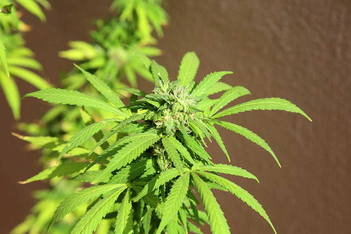 Female Marijuana Plant Identification Guide