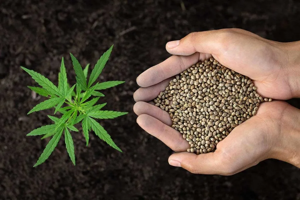 Feminized Seeds vs. Regular Seeds: Comprehensive Comparison