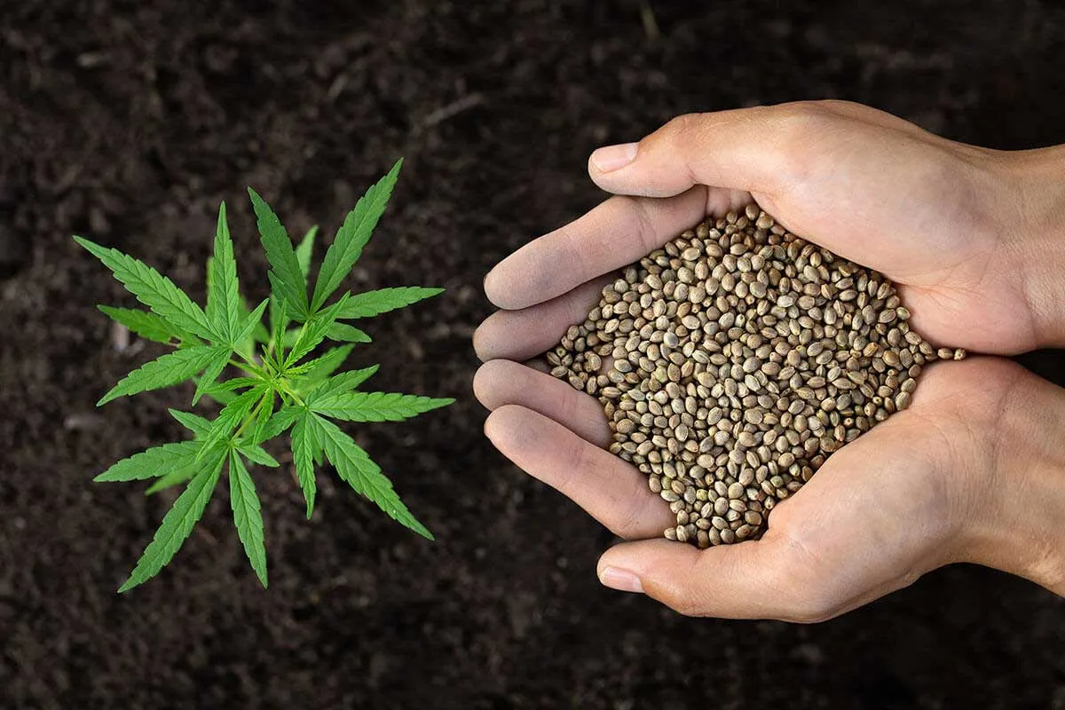Feminized Seeds vs. Regular Seeds: Comprehensive Comparison