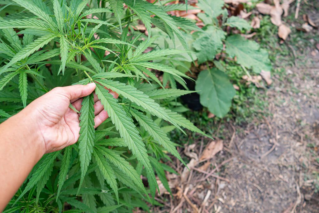 Grow Cannabis Outdoors in Pots: Learning the Basics