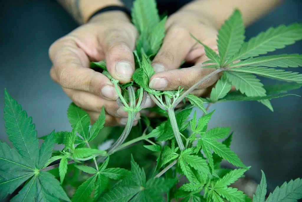 Guide to Sexing Marijuana Plants